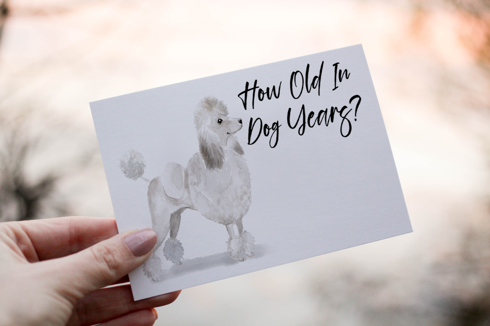 Poodle Dog Birthday Card, Dog Birthday Card - Click Image to Close